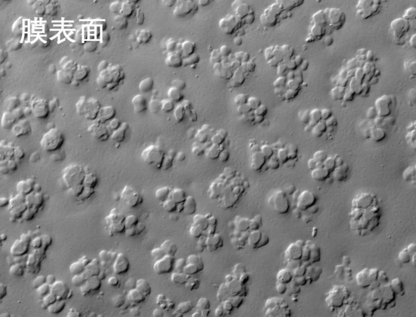 Stake烧结管式膜电镜照片
